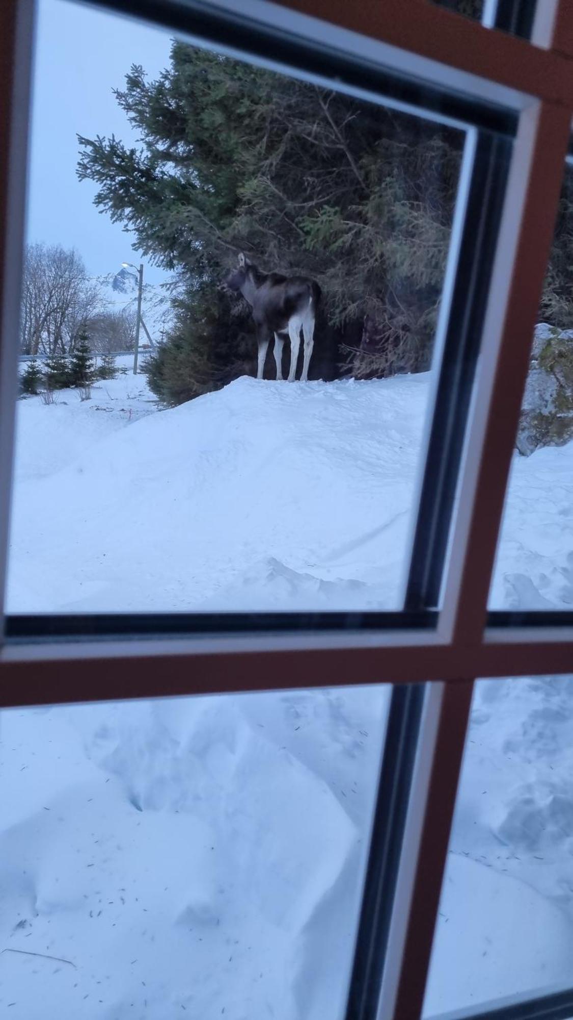Sydalen House Villa Kleppstad Eksteriør bilde